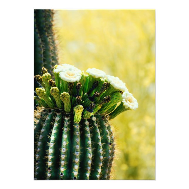 Impression Photo Les fleurs d'un Saguaro (Devant)