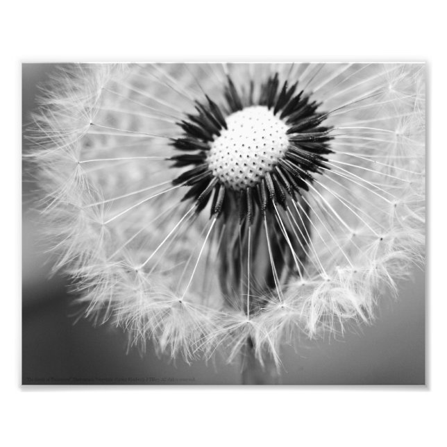 Impression Photo Les graines de demain (Devant)