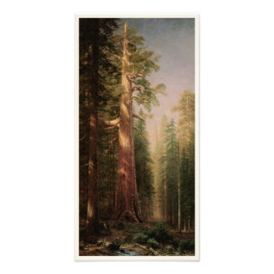 Impression Photo Les Grands Arbres, Mariposa Grove, CA par Bierstad