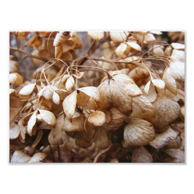 Impression Photo Les hydrangeas de février (Devant)