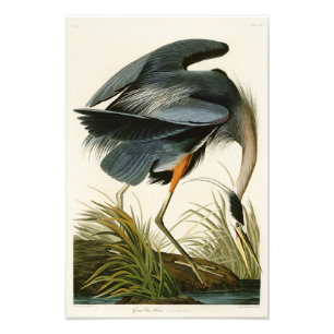 Impression Photo Les oiseaux de John Audubon de héron de grand ble