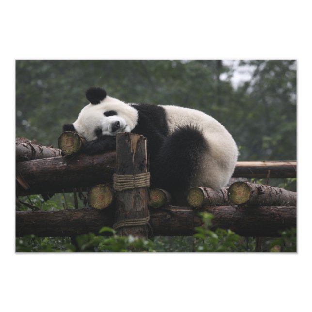 Impression Photo Les pandas géants à la Protection des pandas géant (Devant)