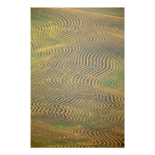 Impression Photo Les pois de lentille sont en lacet et attendent d'