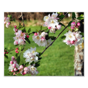 Impression Photo Les Premières Pommes Rose Et Blanche Du Printemps 
