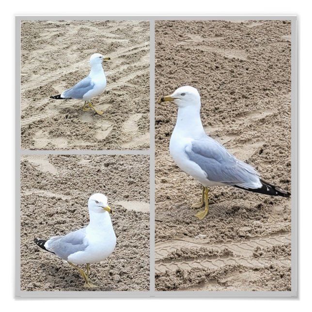 Impression Photo Les Saguls Sur La Plage (Devant)