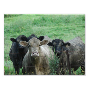 Impression Photo Les Steers