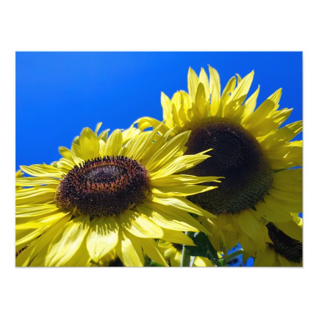 Impression Photo Les tournesols de Moonwalker se tournent vers le c (Devant)