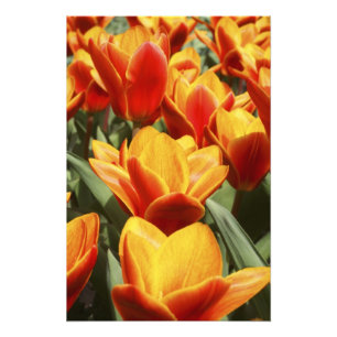 Impression Photo Les tulipes abondent dans les jardins de Keukenhof