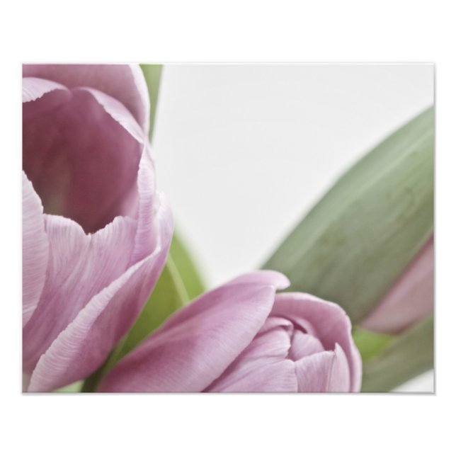 Impression Photo Les tulipes fleurissent (Devant)