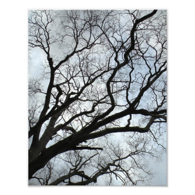 Impression Photo Les veines de l'arbre (Devant)