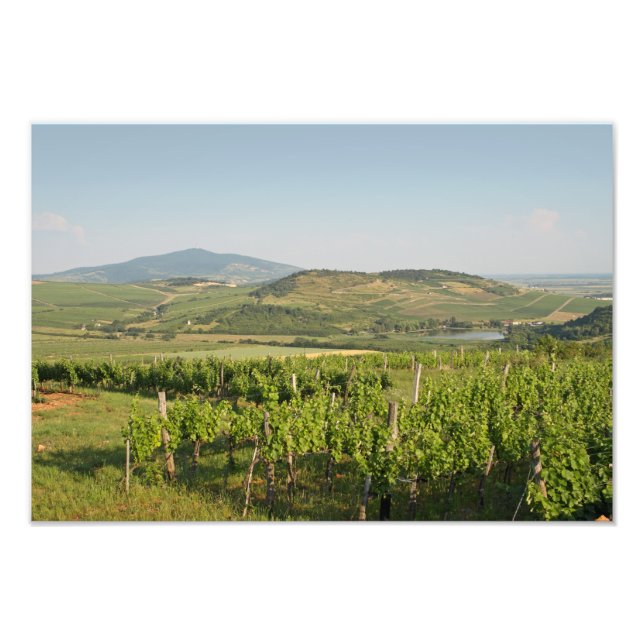 Impression Photo Les vignobles de Tokaj, Hongrie (Devant)