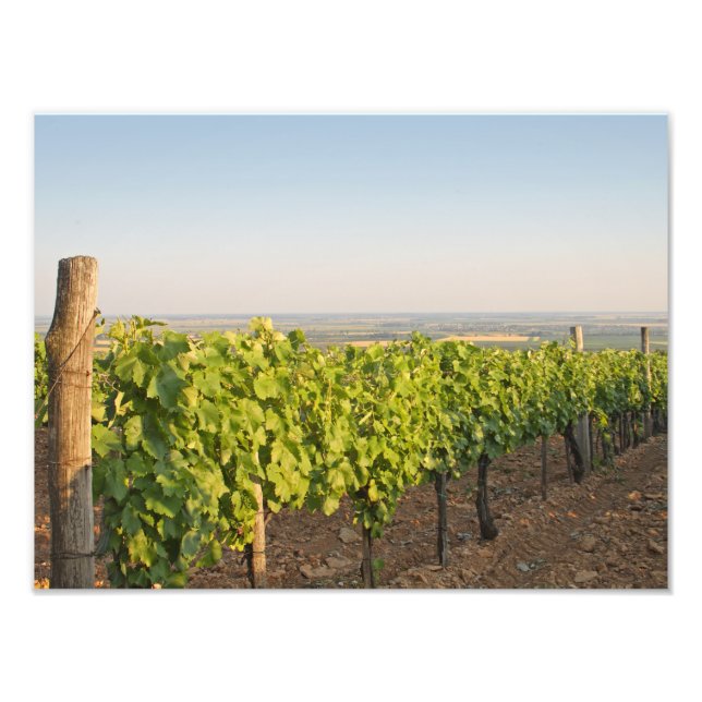 Impression Photo Les vignobles de Tokaj, Hongrie (Devant)