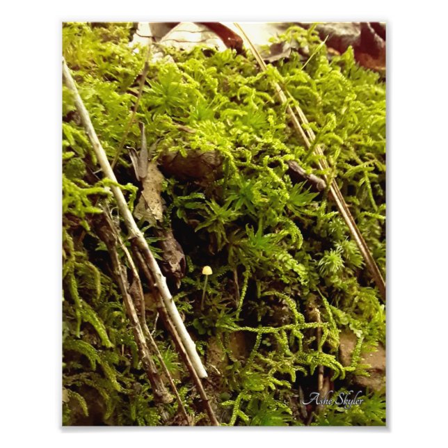 Impression Photo L'espoir monte (Devant)