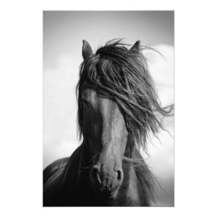 Impression Photo L'étalon friésien au vent.