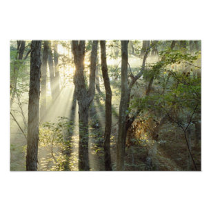 Impression Photo Lever de soleil à travers la forêt de chênes et de