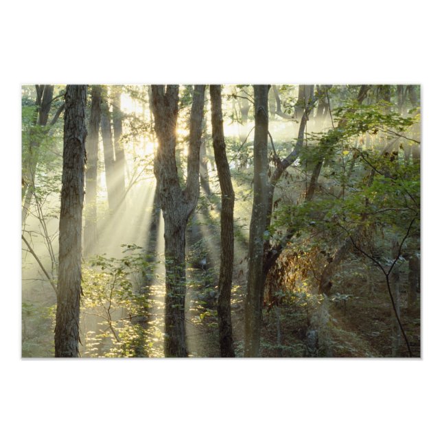 Impression Photo Lever de soleil à travers la forêt de chênes et de (Devant)