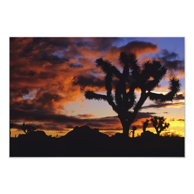 Impression Photo Lever de soleil spectaculaire à Joshua Tree Nation (Devant)