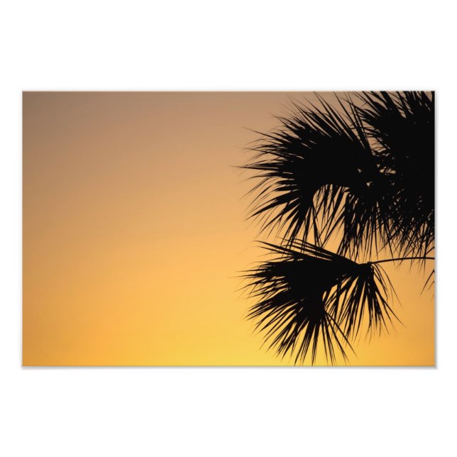 Impression Photo Lever du soleil des palmiers, Floride (Devant)
