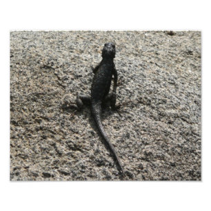 Impression Photo Lézard noir