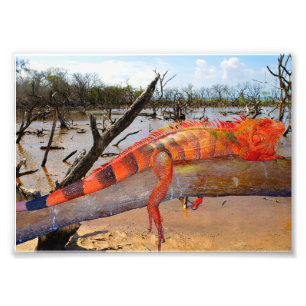 Impression Photo Lézard orange et noir en Margarita