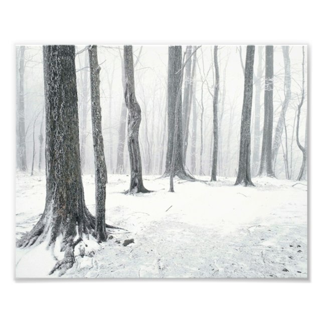 Impression Photo L'hiver dans les bois (Devant)
