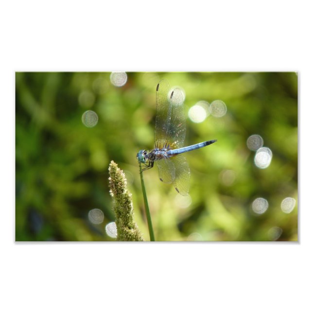 Impression Photo libellule bleu (Devant)