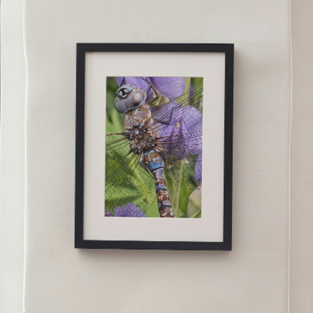 Impression Photo Libellule Darner aux Yeux Bleus sur Fleur (In Situ Framed)