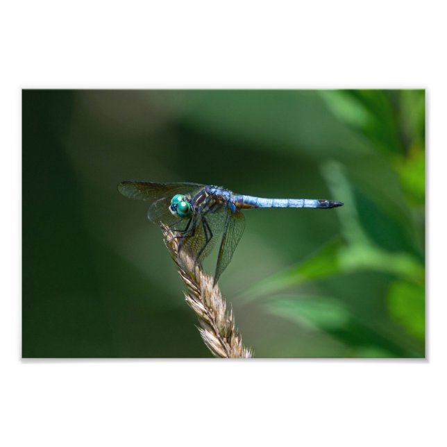 Impression Photo Libellule Pachydiplax (Devant)