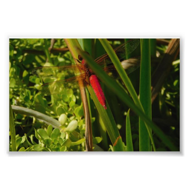 Impression Photo Libellule rouge (Devant)