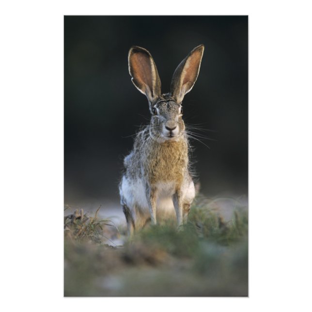 Impression Photo Lièvre à queue noire, Lepus californicus, 2 (Devant)
