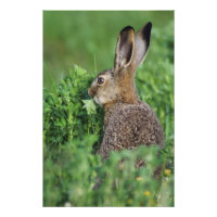 Lièvre brun, Lepus europaeus, jeune mangeant,