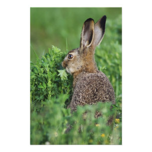 Impression Photo Lièvre brun, Lepus europaeus, jeune mangeant,