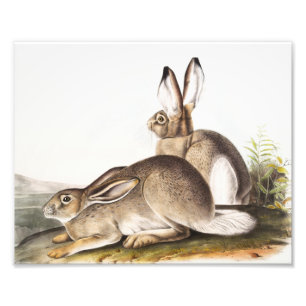 Impression Photo Lièvre des Rocheuses de Townsend (Lepus Townsendii