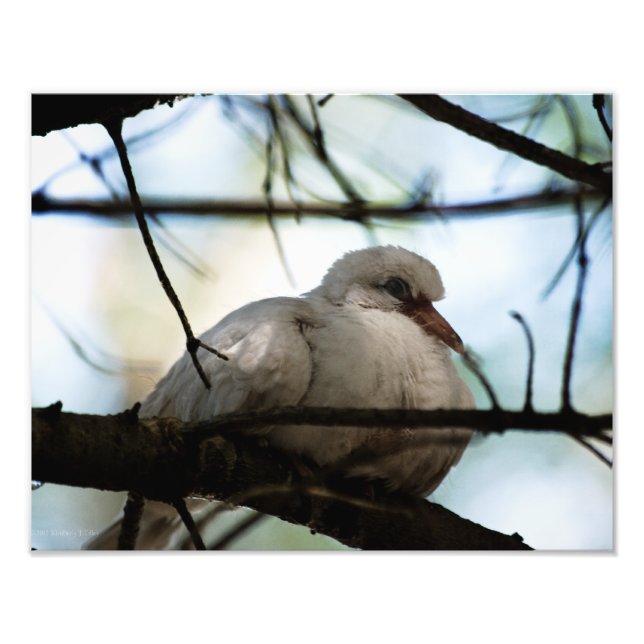 Impression Photo Ligne principale (Devant)