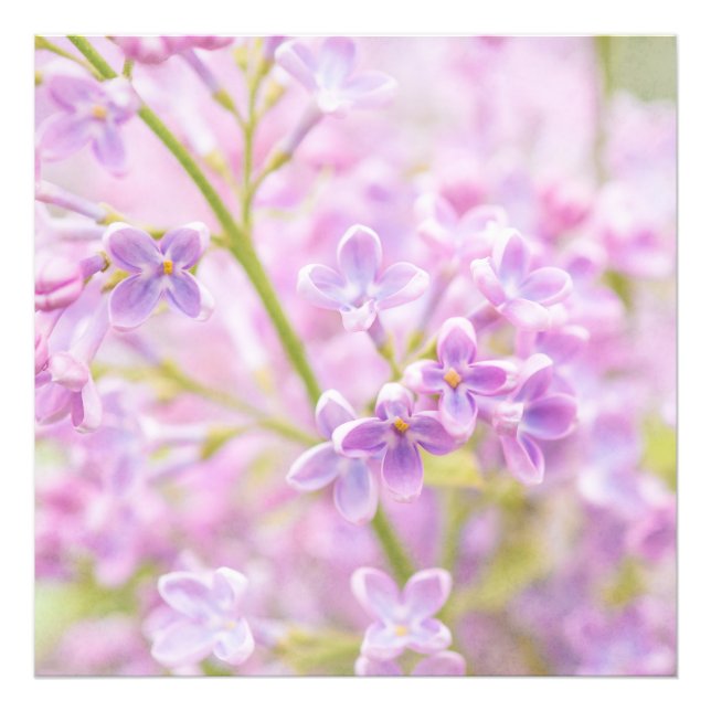 Impression Photo Lilac Fleurs Mist (Devant)