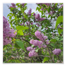 Lilacs en fleur