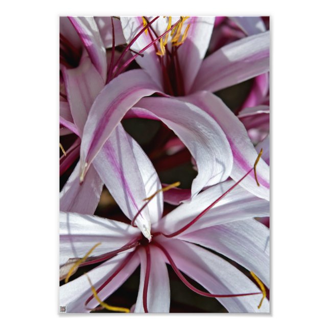 Impression Photo Liliums (Devant)
