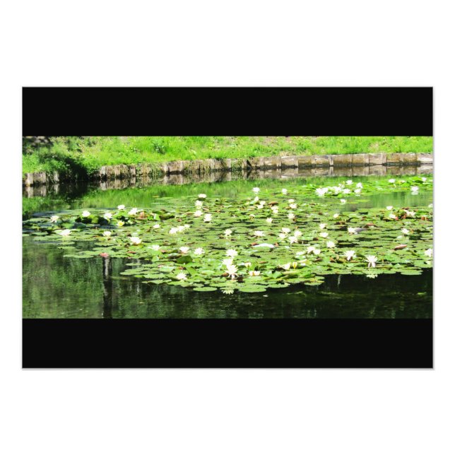 Impression Photo Lillies d'eau Tiergarten (Devant)