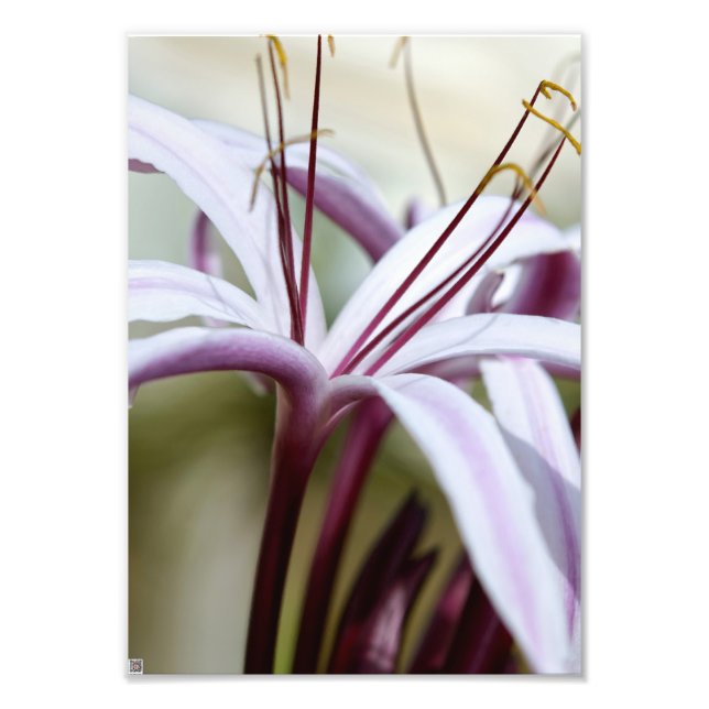 Impression Photo Lily (Devant)