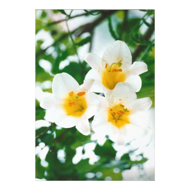Impression Photo Lily blanche - Lilium candidum (Devant)