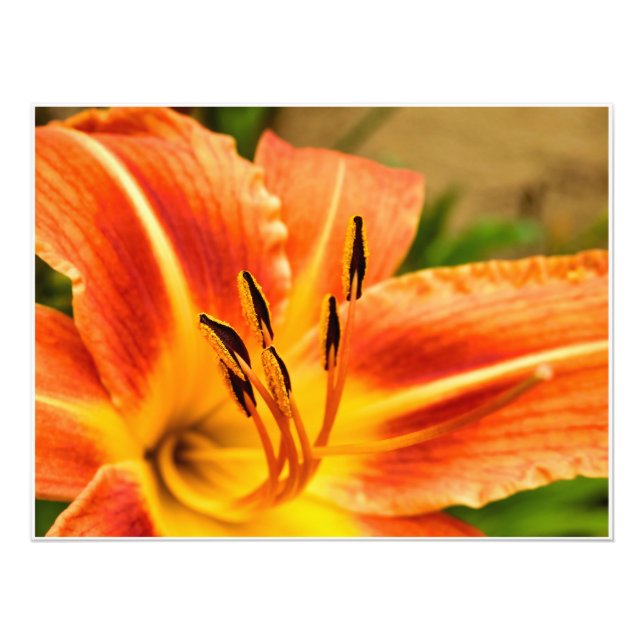 Impression Photo Lily de tigre orange (Devant)