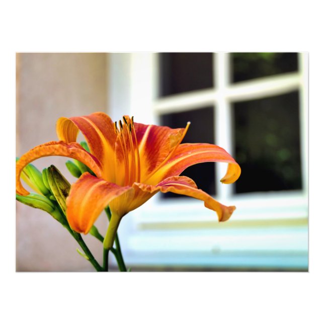 Impression Photo Lily de tigre orange (Devant)