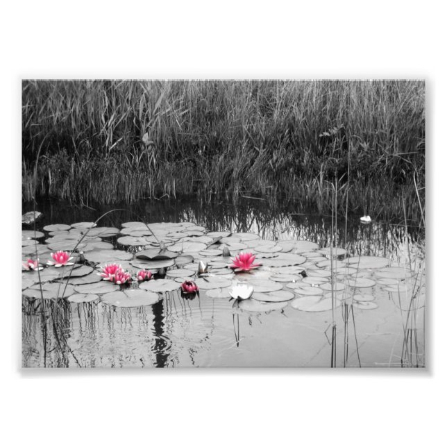 Impression Photo Lily Pads (Devant)