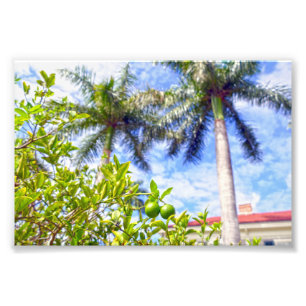 Impression Photo Limequats en Floride