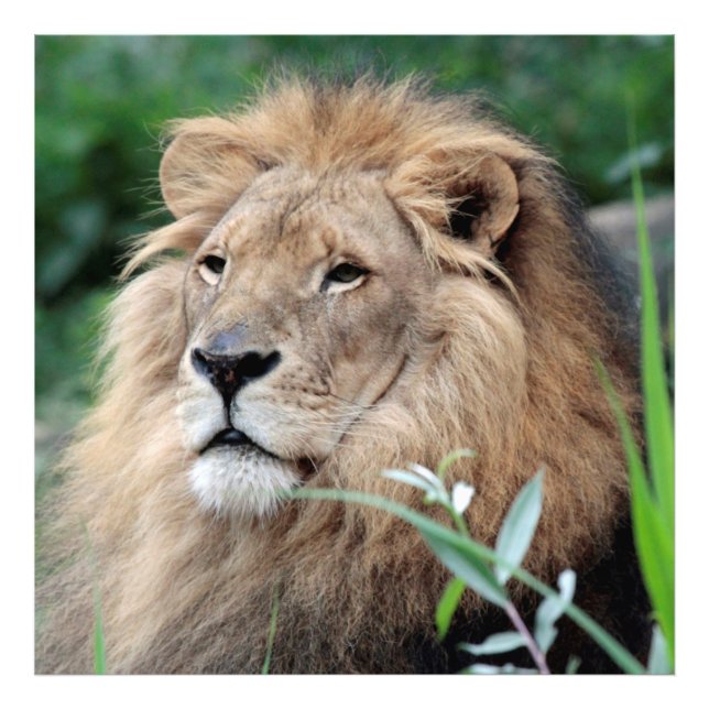 Impression Photo Lion_2015_0801 (Devant)