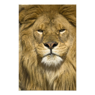 Impression Photo Lion barbare africain, Panthera leo leo, l'un des