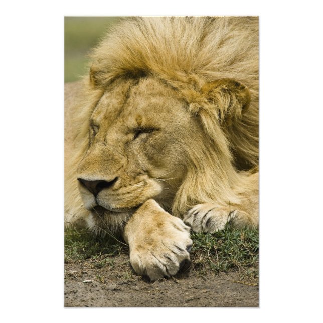Impression Photo Lion d'Afrique, Panthera leo, couché endormi (Devant)