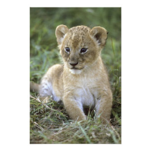 Impression Photo lion d'Afrique, Panthera leo), Tanzanie,