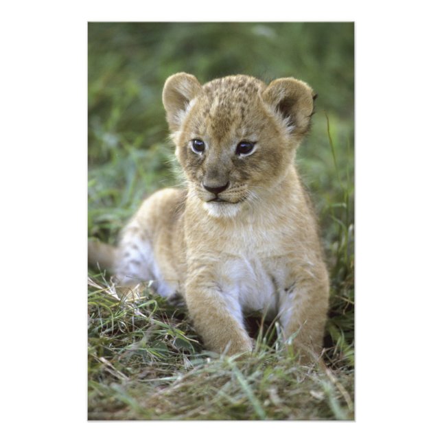 Impression Photo lion d'Afrique, Panthera leo), Tanzanie, (Devant)