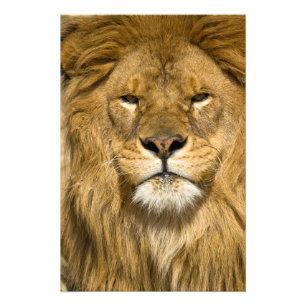 Impression Photo Lion de Barbarie d'Afrique, Panthera leo leo, l'un